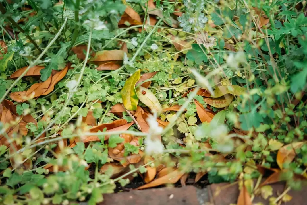 Żaba w trawie symbolizująca zdrowy ekosystem i naturalny cykl życia