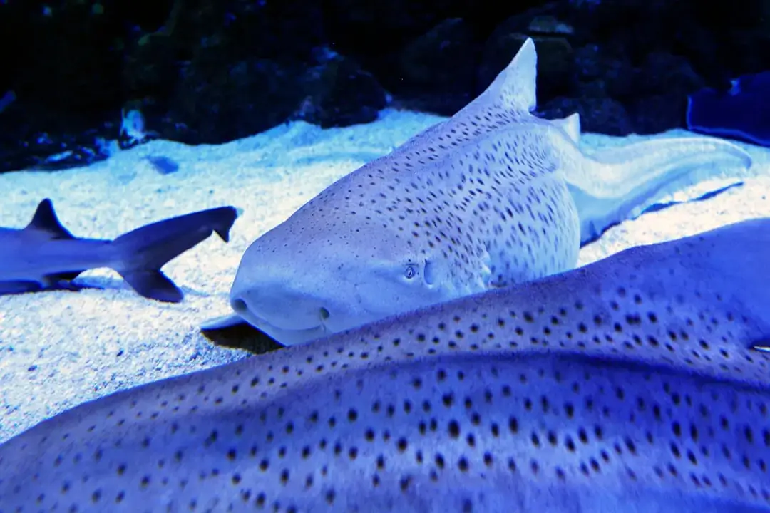 A blacktip reef shark swimming gracefully through clear blue tropical waters over a coral reef.