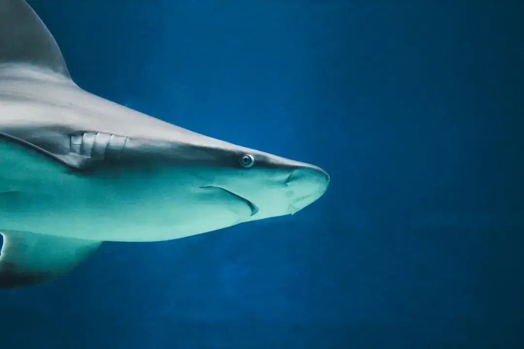 A sleek blue shark swimming through the deep clear blue waters of the Mediterranean Sea.