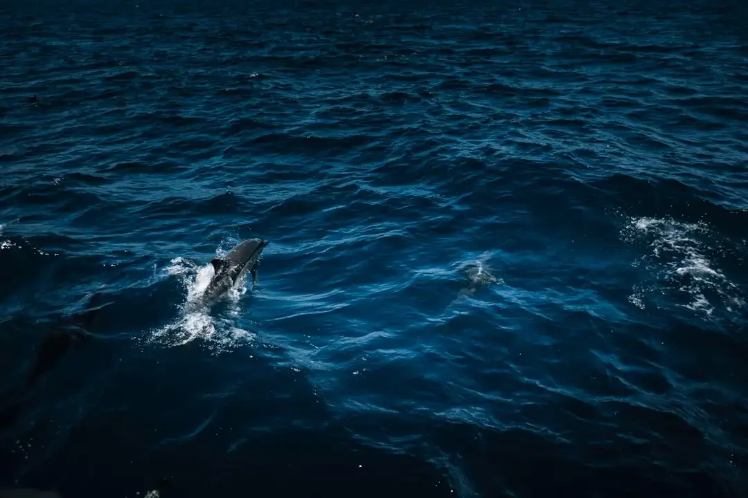 A sleek blue shark swimming gracefully through the clear deep blue waters of the Atlantic Ocean.