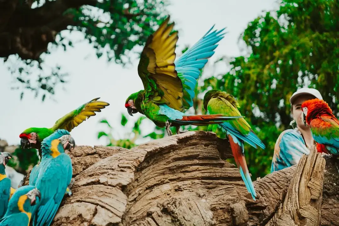 A vibrant group of tropical parrots perched together in a parrot house setting.