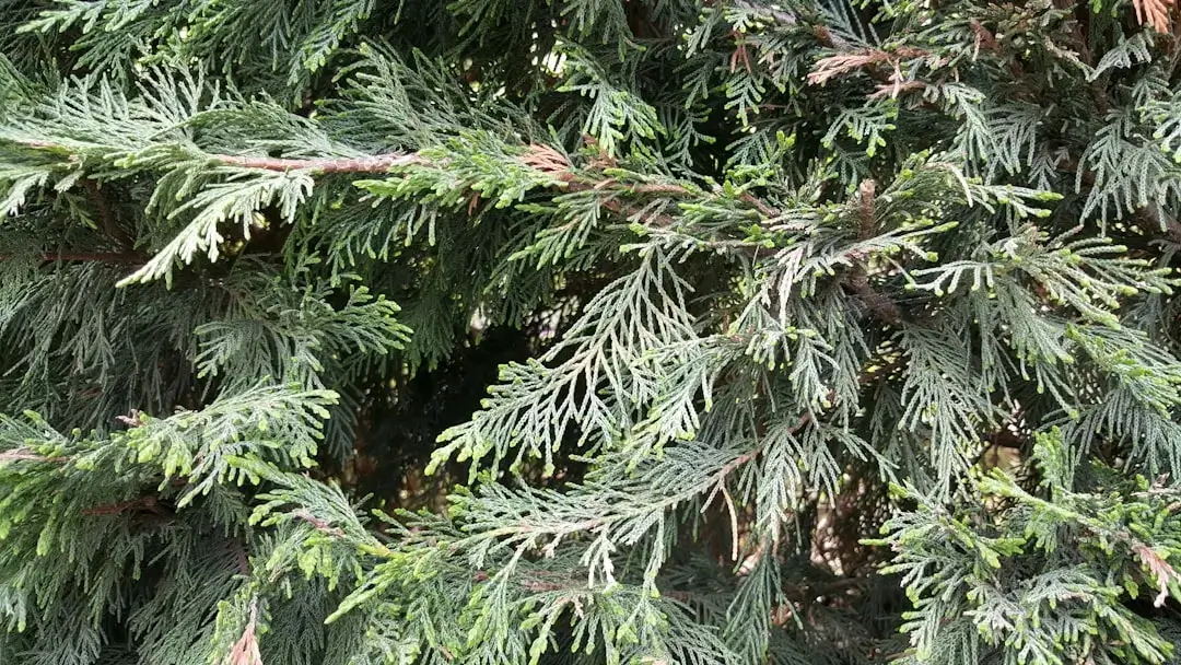 A high-quality close-up showing the intricate textures and scale-like leaves of a brown thuja plant.