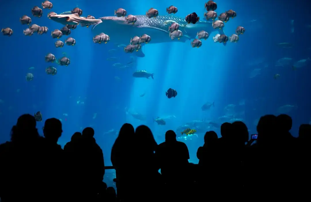 A large shark swimming through the blue waters of a modern glass aquarium tunnel.