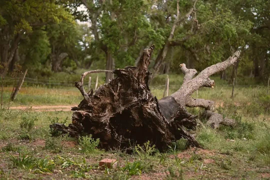 Fallen tree roots exposed in a grassy field