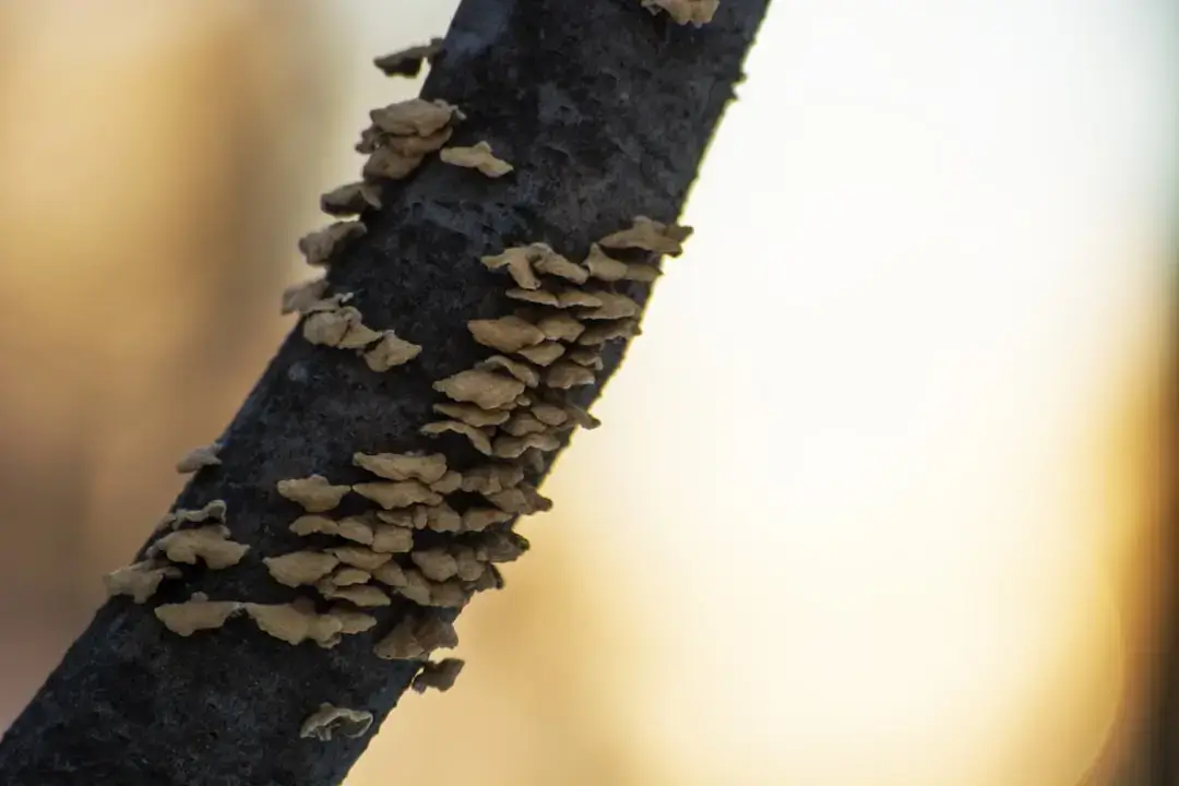 gray branch stem