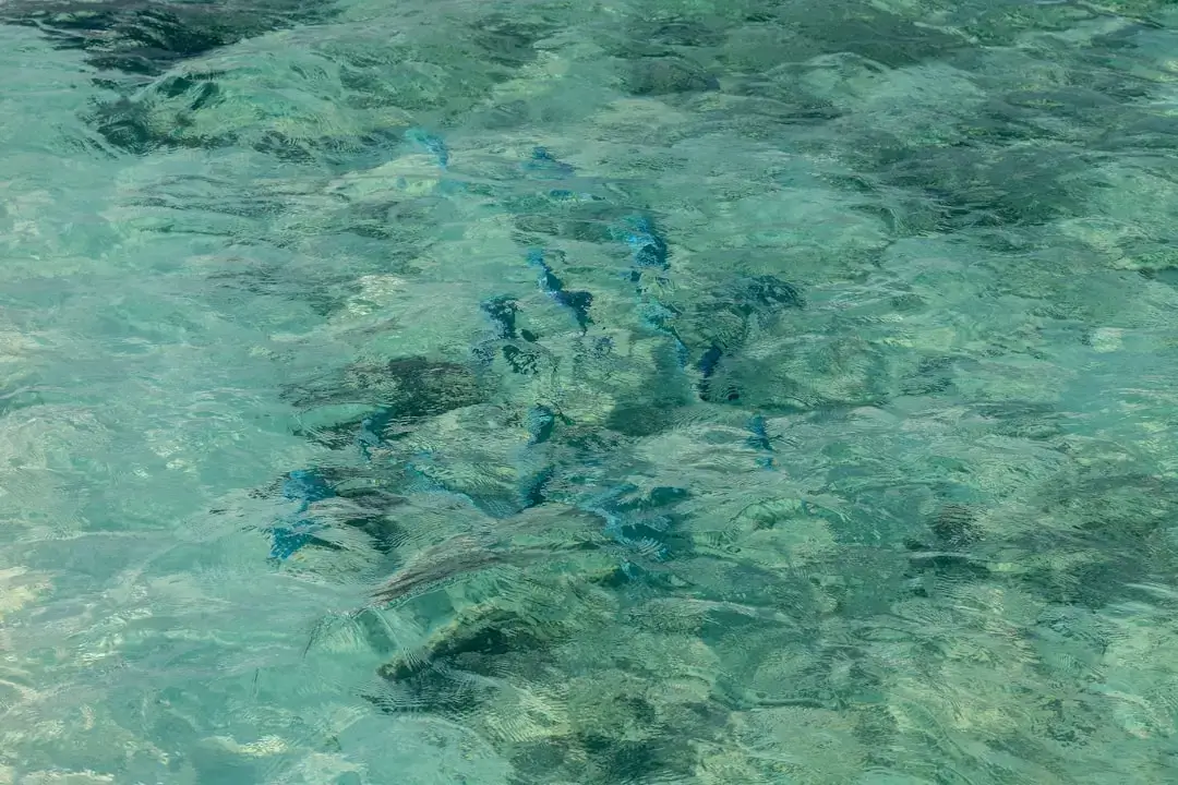 A group of lemon sharks swimming in the shallow turquoise coastal waters of Shark Bay, Sal Island, Cape Verde.