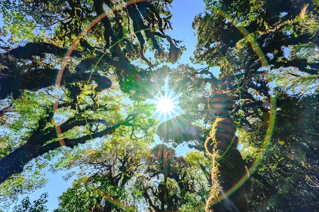 A dense and vibrant green forest with tall trees and soft sunlight filtering through the leaves
