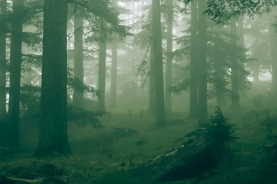 A lush and untouched pristine forest landscape with sunlight filtering through dense green trees.