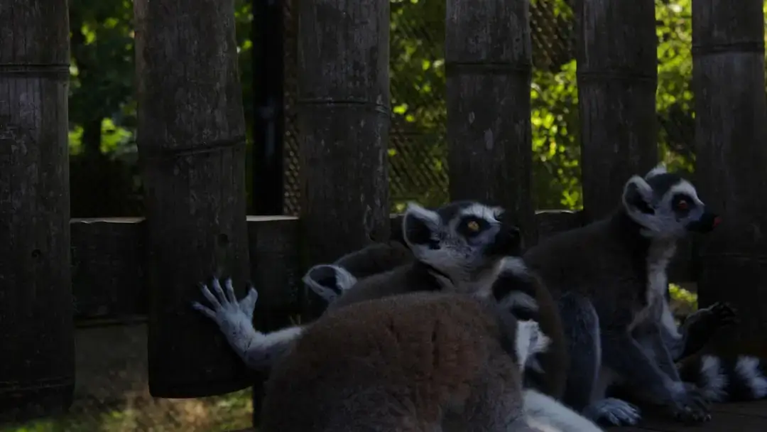 A wild lemur in its natural habitat within the lush Madagascar rainforest foliage.
