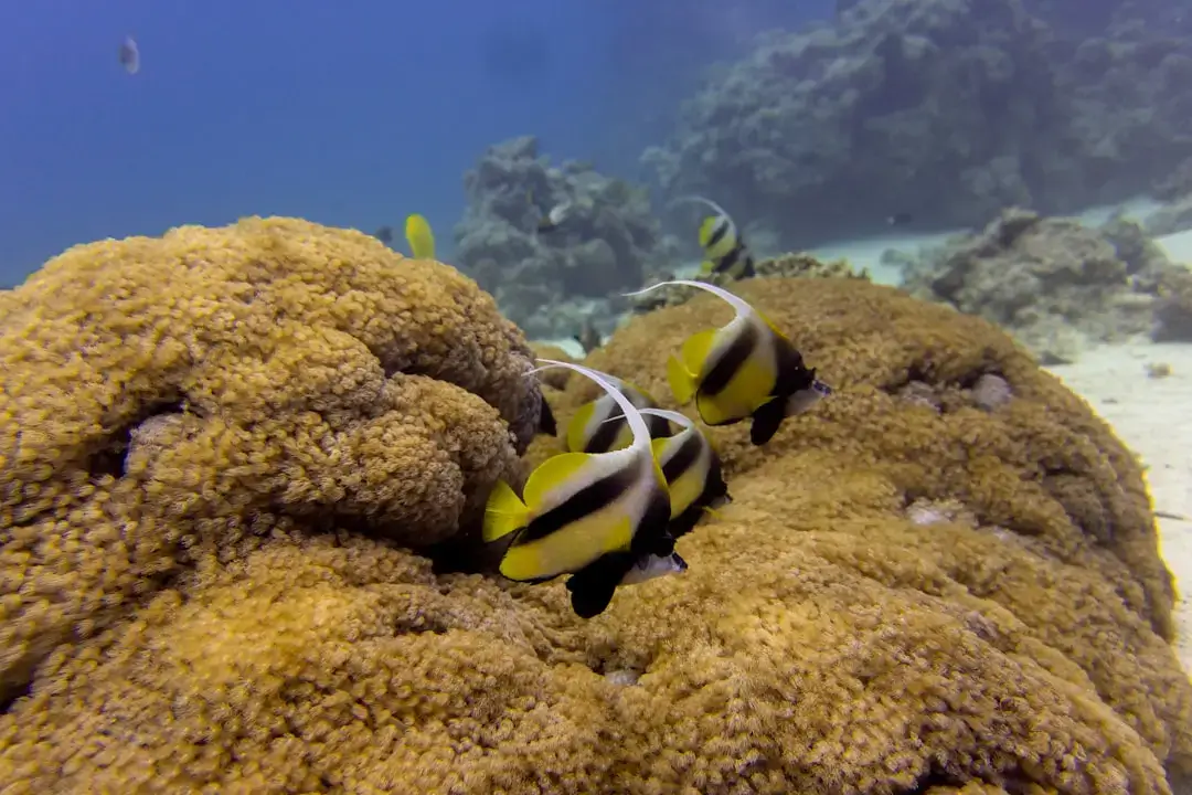 A variety of colorful tropical fish swimming over a vibrant coral reef in the clear blue Caribbean sea.