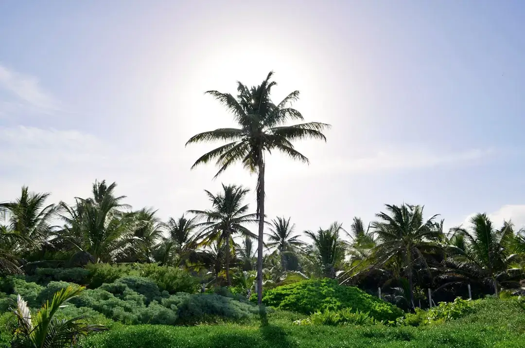Lush green palm trees leaning over a pristine white sand beach with turquoise ocean water.