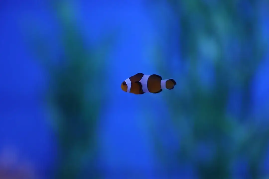 A colorful and diverse coral reef teeming with marine life in clear blue tropical water.