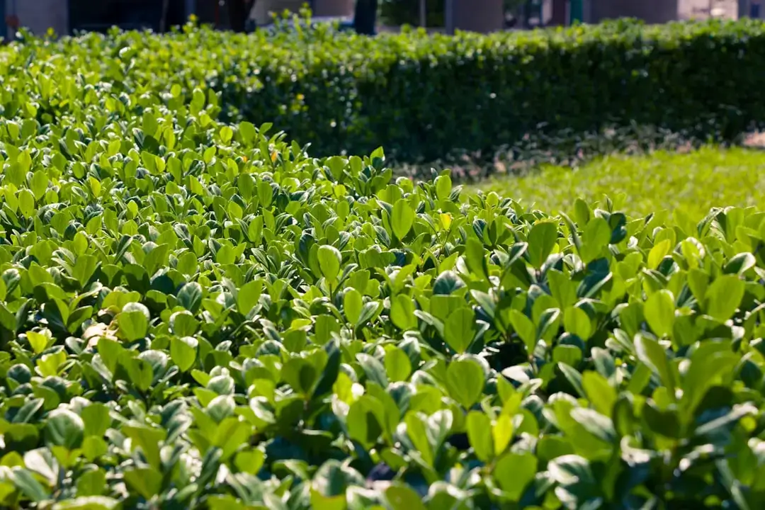 A person using a garden hose to water a tall, neatly trimmed green hedge in a sunlit backyard.