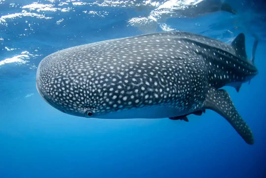A massive whale shark swimming gracefully in the clear blue tropical waters of Thailand.