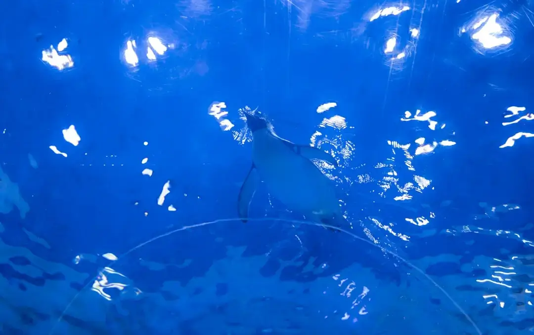 A large majestic whale shark swimming through deep blue ocean water.
