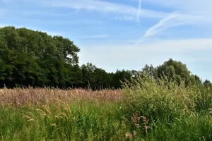 Ekstensywne użytkowanie łąk i pastwisk: Praktyczny przewodnik dla rolników Natura 2000