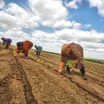 Farm workers planting crops in a field.