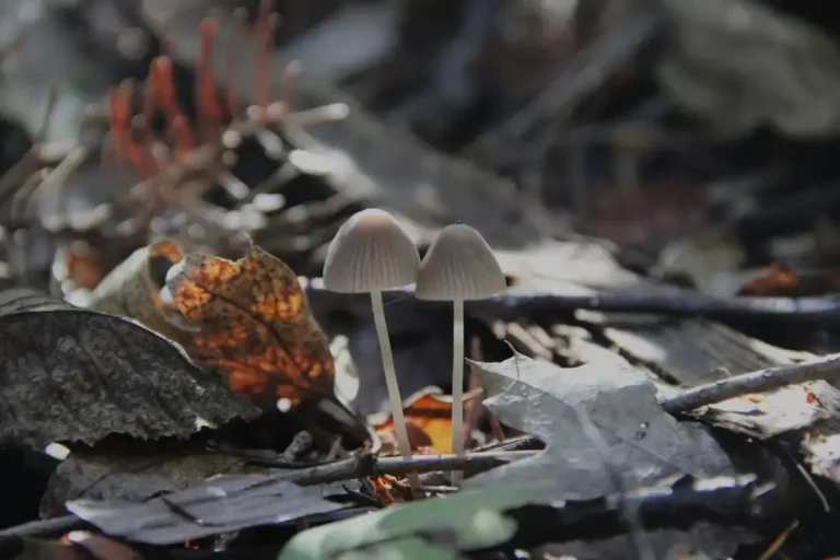 Two small mushrooms among fallen leaves