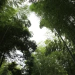 a group of tall trees standing next to each other