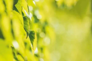 Co oznacza skrót CSR? Kompletny poradnik i definicja [2026]