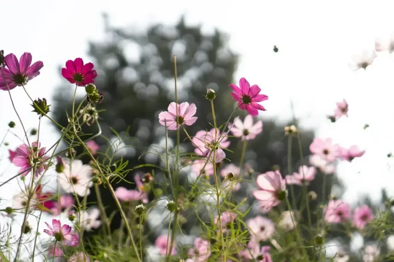 A lush green meadow filled with colorful wildflowers and a small pathway, showcasing natural landscaping and garden development.