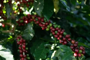 Kawa organiczna: co to jest? Kompletny poradnik [2026]