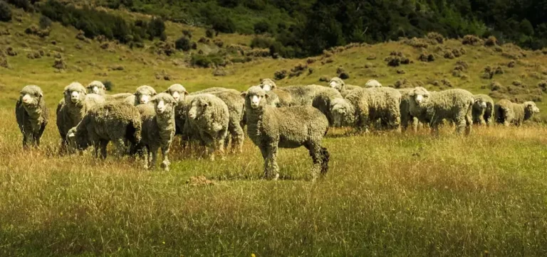 A close-up of a fluffy merino sheep grazing in a green field, symbolising natural wool production and sheep farming.