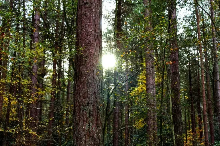 A lush protected forest area in Poland illustrating active and passive nature conservation methods.