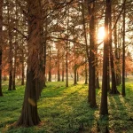 Brązowienie tui – przyczyny, zapobieganie i sprawdzone sposoby na ratunek