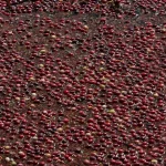 A bowl of dark recycled coffee grounds being used as natural plant fertilizer in a garden