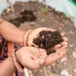 A young green plant seedling growing out of rich soil held in cupped hands representing Earth Day and climate action