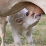 Co to jest mleko organiczne? Jasne i proste wyjaśnienie