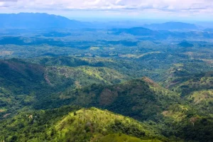 A scenic view of a lush green tea plantation in the mountains of Sri Lanka under a clear sky