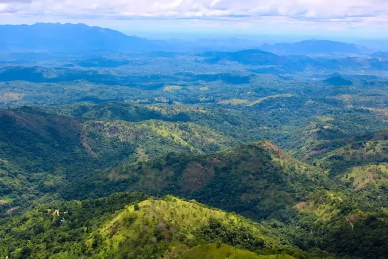 A scenic view of a lush green tea plantation in the mountains of Sri Lanka under a clear sky