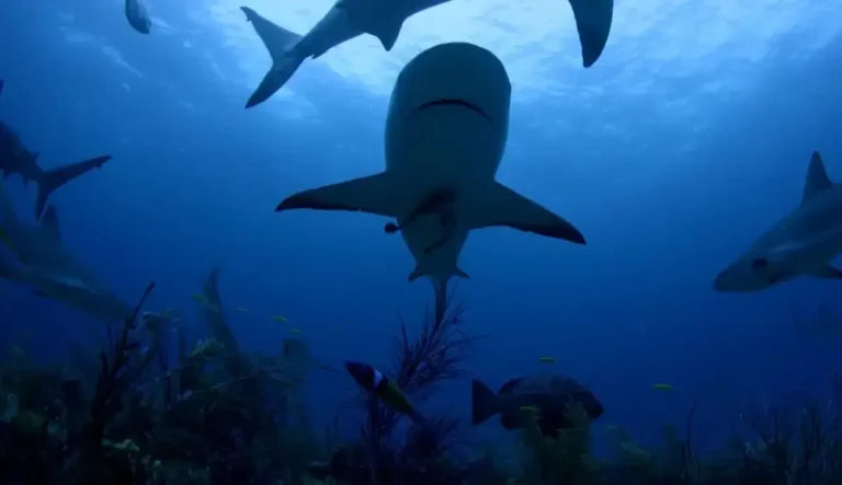 A blacktip reef shark swimming gracefully in the clear turquoise waters of the Andaman Sea in Thailand.