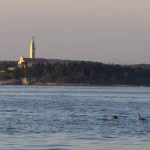 Rekiny w Chorwacji: Czy jest się czego bać? Przewodnik i fakty
