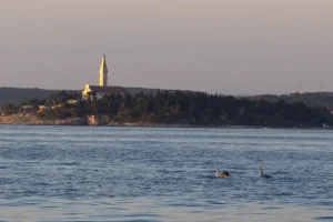 A view of the deep blue Adriatic Sea waters in Croatia where marine life and rare shark species reside.