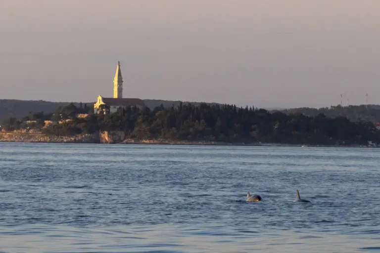 A view of the deep blue Adriatic Sea waters in Croatia where marine life and rare shark species reside.