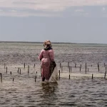 Czy na Zanzibarze są rekiny? Bezpieczeństwo i fakty o nurkowaniu