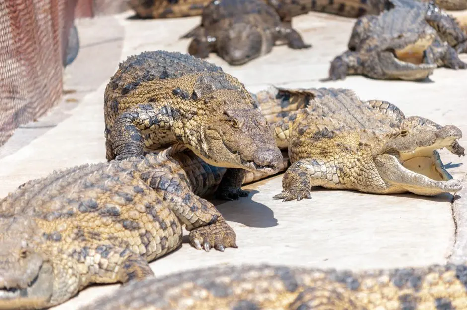 Wiele krokodyli leży na słońcu, pokazując naturalne zachowanie w sanktuarium.