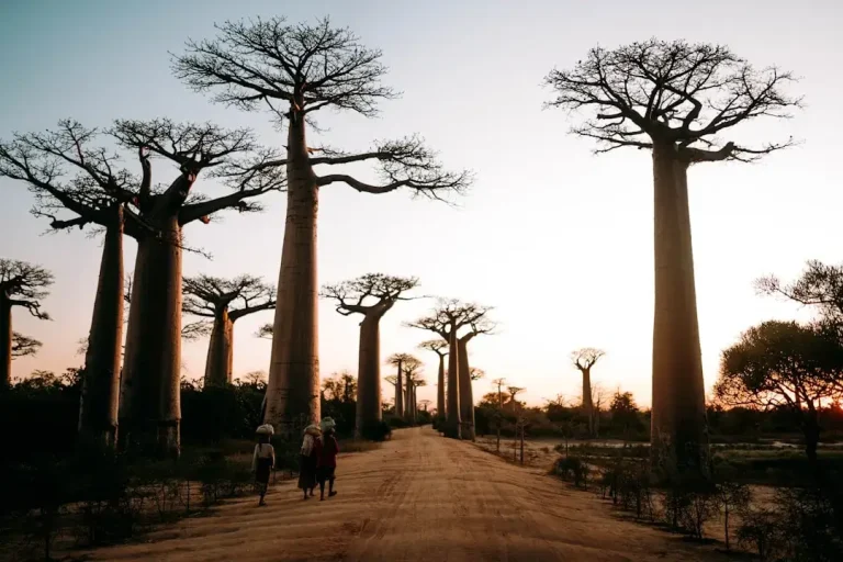 Imponujaca Aleja Baobabow w zachodniej czesci Madagaskaru o zachodzie slonca